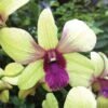 Dendrobium Orchid Thongchai Gold 'Virog' -Cheap Plantly Store a2680 4 dendrobium thongchai gold viroj