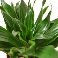Dracaena 'Janet Craig' - Low Maintenance Tropical Houseplant | 4-inch Pot 8 Dracaena 'Janet Craig' - Low Maintenance Tropical Houseplant | 4-inch Pot -Cheap Plantly Store ad7d6506 6857 52e1 85b7 673e3162e939 700x700 1
