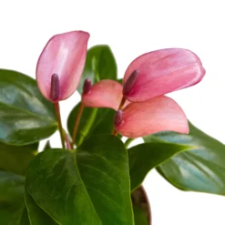Anthurium Purple | Anthurium Andraeanum | Flowering Houseplant -Cheap Plantly Store adeb65f0 d8e4 5bc3 98b8 3601e2caaad6 902x902