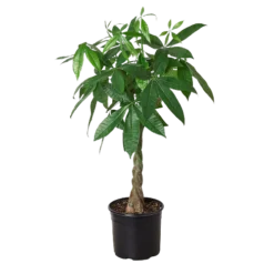 Braided Money Tree | Pachira Aquatica | Exotic Houseplants -Cheap Plantly Store ae0194dd 8d3d 53cb 9733 56c80f5eaa61 500x500