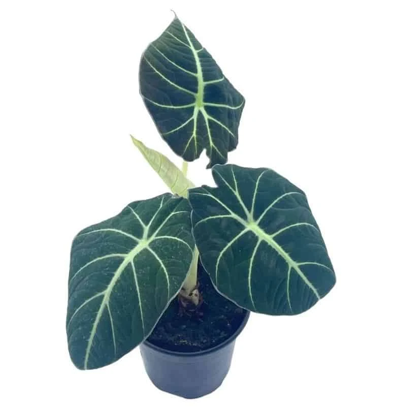 Alocasia Black Velvet, Jewel Alocasia In A 4 Inch Pot, Very Filled Healthy 4 Alocasia Black Velvet, Jewel Alocasia In A 4 Inch Pot, Very Filled Healthy - Image 2