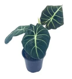 Alocasia Black Velvet, Jewel Alocasia In A 4 Inch Pot, Very Filled Healthy 11 Alocasia Black Velvet, Jewel Alocasia In A 4 Inch Pot, Very Filled Healthy -Cheap Plantly Store aloc1