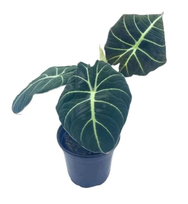 Alocasia Black Velvet, Jewel Alocasia In A 4 Inch Pot, Very Filled Healthy 5 Alocasia Black Velvet, Jewel Alocasia In A 4 Inch Pot, Very Filled Healthy - Image 3