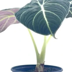 Alocasia Black Velvet, Jewel Alocasia In A 4 Inch Pot, Very Filled Healthy 12 Alocasia Black Velvet, Jewel Alocasia In A 4 Inch Pot, Very Filled Healthy -Cheap Plantly Store aloc2
