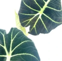 Alocasia Black Velvet, Jewel Alocasia In A 4 Inch Pot, Very Filled Healthy 13 Alocasia Black Velvet, Jewel Alocasia In A 4 Inch Pot, Very Filled Healthy -Cheap Plantly Store aloc3