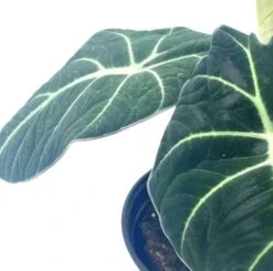Alocasia Black Velvet, Jewel Alocasia In A 4 Inch Pot, Very Filled Healthy 14 Alocasia Black Velvet, Jewel Alocasia In A 4 Inch Pot, Very Filled Healthy -Cheap Plantly Store aloc4