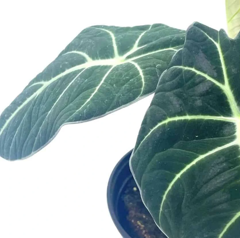 Alocasia Black Velvet, Jewel Alocasia In A 4 Inch Pot, Very Filled Healthy 8 Alocasia Black Velvet, Jewel Alocasia In A 4 Inch Pot, Very Filled Healthy - Image 6