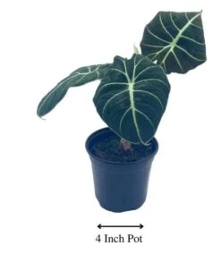 Alocasia Black Velvet, Jewel Alocasia In A 4 Inch Pot, Very Filled Healthy 15 Alocasia Black Velvet, Jewel Alocasia In A 4 Inch Pot, Very Filled Healthy -Cheap Plantly Store aloc5 1