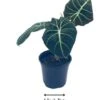 Alocasia Black Velvet, Jewel Alocasia In A 4 Inch Pot, Very Filled Healthy -Cheap Plantly Store aloc5