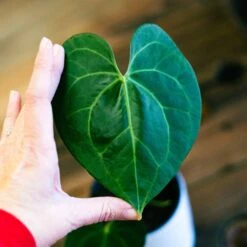 Anthurium Pterodactyl 9 Anthurium Pterodactyl -Cheap Plantly Store anthurium ptero 1