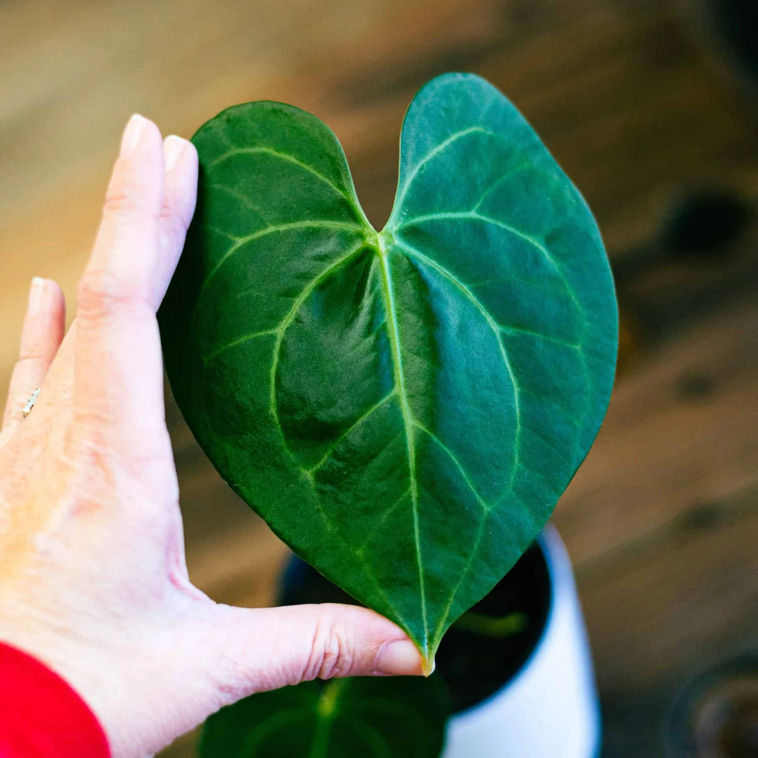 Anthurium Pterodactyl 6 Anthurium Pterodactyl - Image 4
