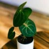 Anthurium Pterodactyl -Cheap Plantly Store anthurium ptero 2