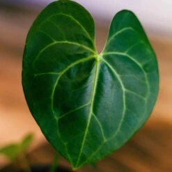 Anthurium Pterodactyl 8 Anthurium Pterodactyl -Cheap Plantly Store anthurium ptero 3