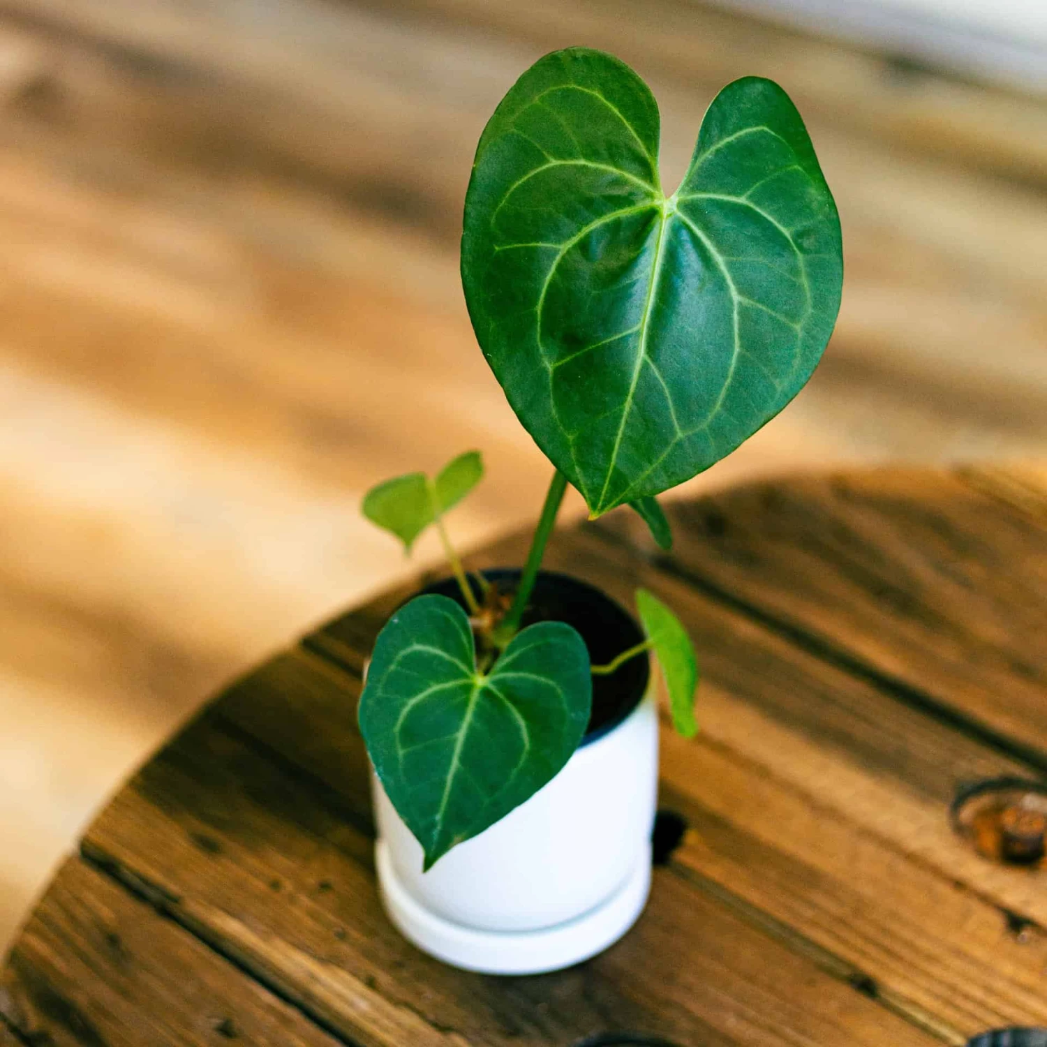 Anthurium Pterodactyl 4 Anthurium Pterodactyl - Image 2