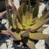 Succulent Plant Mature Aloe 'Apache' Hybrid -Cheap Plantly Store apache 10
