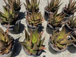 Succulent Plant Mature Aloe 'Apache' Hybrid 17 Succulent Plant Mature Aloe 'Apache' Hybrid -Cheap Plantly Store apache 4
