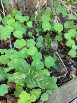 Italian Arum Bulbs Aka Winter Caladium -Cheap Plantly Store arum1
