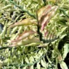 Variegated Devils Backbone Pedilanthus Tithymaloides Ships Free.