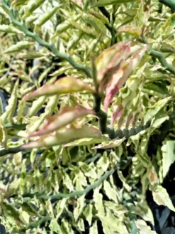 Variegated Devils Backbone Pedilanthus Tithymaloides Ships Free.