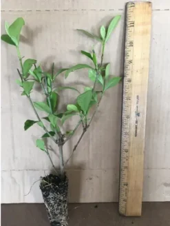 August Beauty Gardenia-Live Plant -Cheap Plantly Store august beauty 2 1