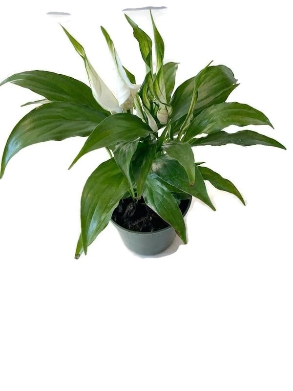 Amazing Spathiphyllum 'Peace Lily' 4" Pot. Great Holiday Gift! 5 Amazing Spathiphyllum 'Peace Lily' 4" Pot. Great Holiday Gift! - Image 3