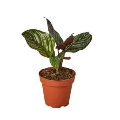 Pinstripe Plant | Calathea Goeppertia Ornata | Exotic Houseplant -Cheap Plantly Store bKJoFFDc