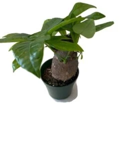 Rare Money Tree 'Guiana Chestnut' Pachira Stump 4" Pot. -Cheap Plantly Store back