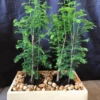 Bald Cypress Forest Planting. Shaded Bonsai Trees 2 Bald Cypress Forest Planting. Shaded Bonsai Trees -Cheap Plantly Store bald cypress forest planting shaded bonsai trees bonsaiworldllc 2
