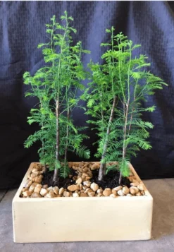 Bald Cypress Forest Planting. Shaded Bonsai Trees