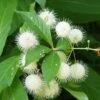 Buttonbush Cephalanthus Occidentalis Native Shrub 1 Buttonbush Cephalanthus Occidentalis Native Shrub -Cheap Plantly Store bbFoliage