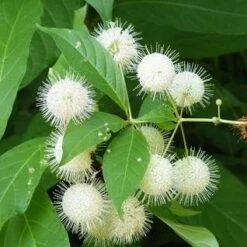 Buttonbush Cephalanthus Occidentalis Native Shrub