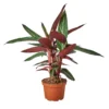 Stromanthe Triostar | Stromanthe Sanguinea | Exotic Houseplant -Cheap Plantly Store bd4cc502 6579 59cc 8055 32d6a45d01c8 3869c919 54d6 49d0 be0f f5699a04a757 1800x1800
