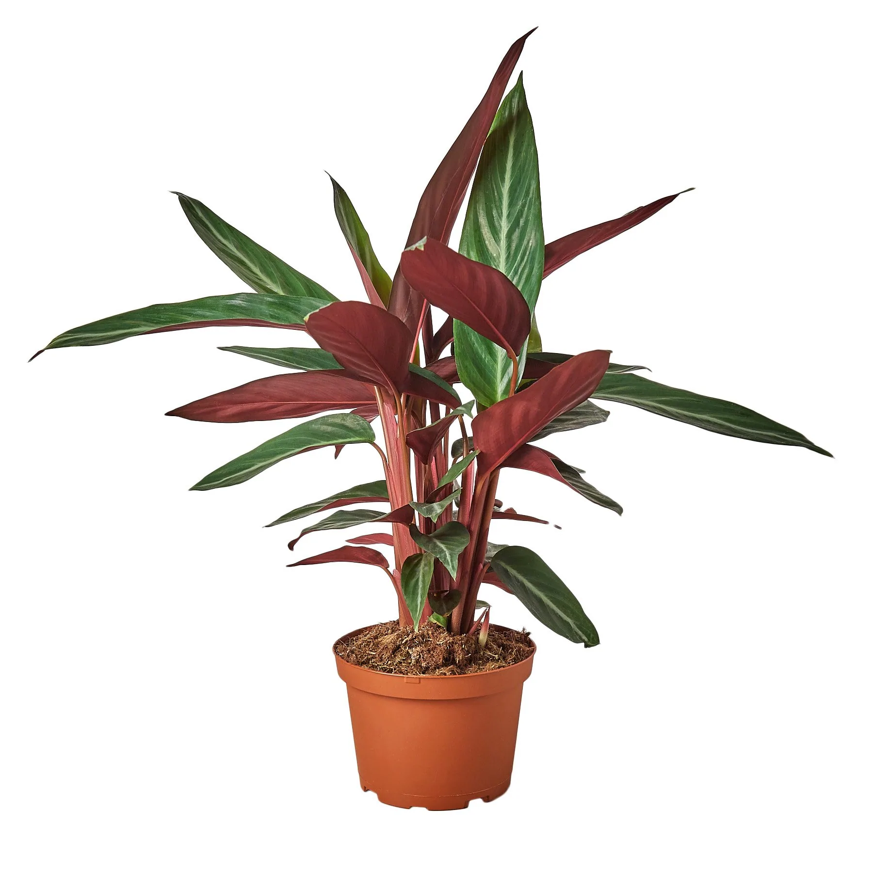 Stromanthe Triostar | Stromanthe Sanguinea | Exotic Houseplant 3 Stromanthe Triostar | Stromanthe Sanguinea | Exotic Houseplant