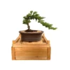 Beginner Traditional Juniper Bonsai Tree -Cheap Plantly Store beginner traditional juniper bonsai tree bonsaiworldllc 1