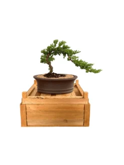 Beginner Traditional Juniper Bonsai Tree