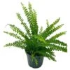Boston Fern, 4 Inch, Nephrolepis Exaltata 1 Boston Fern, 4 Inch, Nephrolepis Exaltata -Cheap Plantly Store bf1