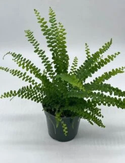 Boston Fern, 4 Inch, Nephrolepis Exaltata -Cheap Plantly Store bf2
