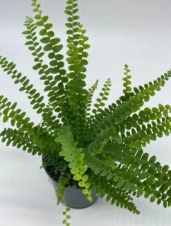 Boston Fern, 4 Inch, Nephrolepis Exaltata -Cheap Plantly Store bf3