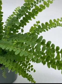 Boston Fern, 4 Inch, Nephrolepis Exaltata -Cheap Plantly Store bf4