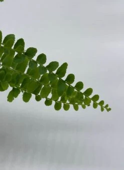 Boston Fern, 4 Inch, Nephrolepis Exaltata -Cheap Plantly Store bf5
