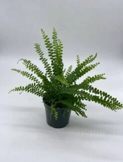 Boston Fern, 4 Inch, Nephrolepis Exaltata -Cheap Plantly Store bf6