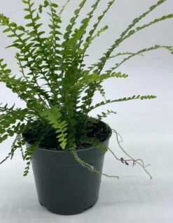 Boston Fern, 4 Inch, Nephrolepis Exaltata -Cheap Plantly Store bf7