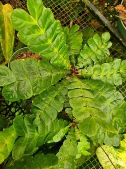 Biophytum Species Ex Ecuador