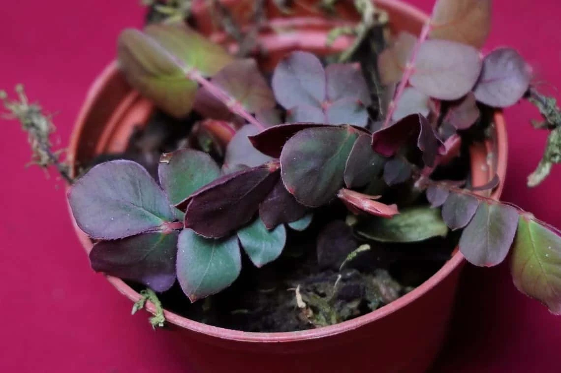 Biophytum Species Ex Ecuador 7 Biophytum Species Ex Ecuador - Image 5