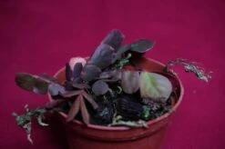 Biophytum Species Ex Ecuador 10 Biophytum Species Ex Ecuador -Cheap Plantly Store biop3