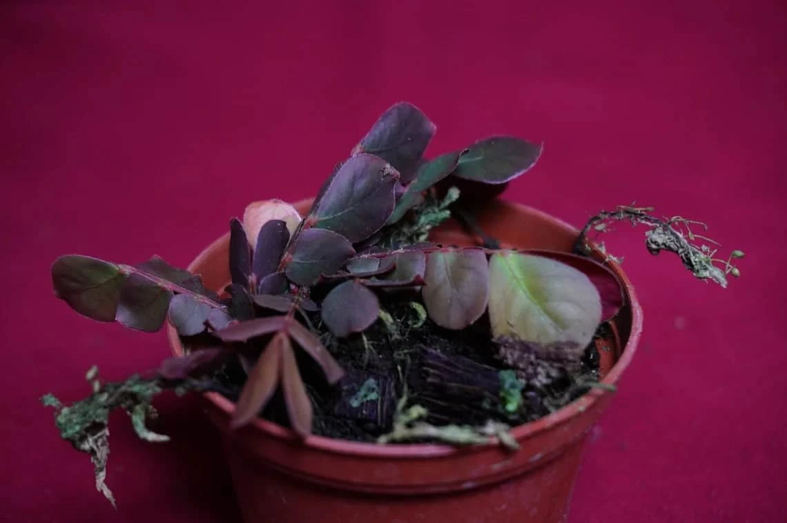 Biophytum Species Ex Ecuador 6 Biophytum Species Ex Ecuador - Image 4