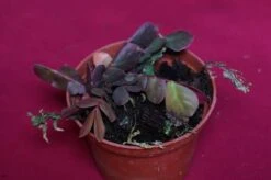 Biophytum Species Ex Ecuador 9 Biophytum Species Ex Ecuador -Cheap Plantly Store biop4