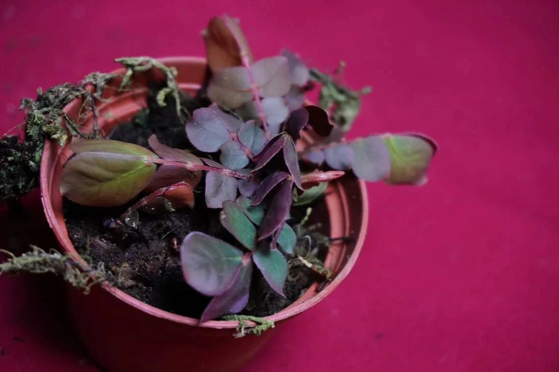 Biophytum Species Ex Ecuador 4 Biophytum Species Ex Ecuador - Image 2