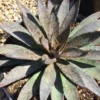 Agave Succulent Plant Mangave Bloodspot -Cheap Plantly Store bloodspot 1 1