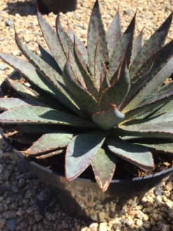 Agave Succulent Plant Mangave Bloodspot -Cheap Plantly Store bloodspot 2